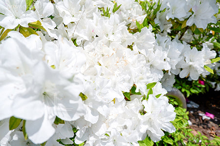 ツツジの花の咲く花壇 e0010014