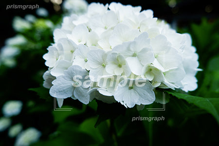 白い紫陽花の花 e0020005