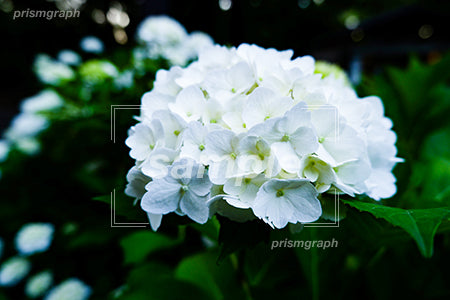 アジサイの白い１房の花 e0020006
