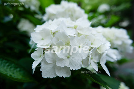 ホワイトの花、あじさい e0020011