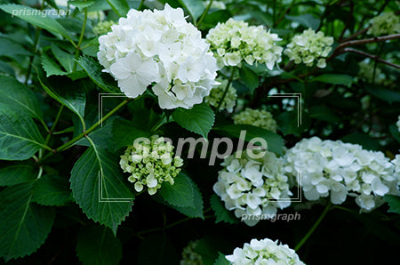 白い紫陽花畑 e0020033