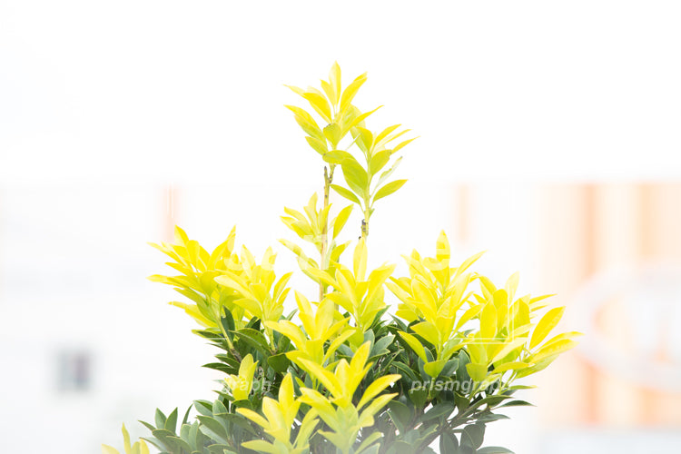 黄緑の観葉植物 e0030001