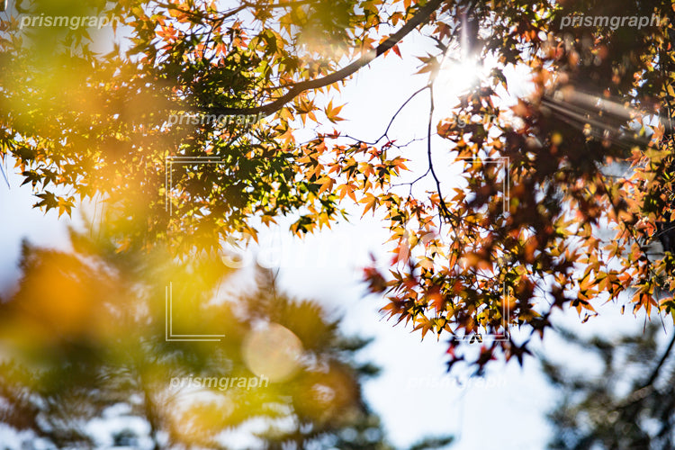 秋の紅葉と日の光 e0030015