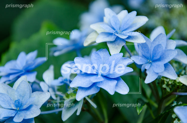 水色、青色の花 e0040004