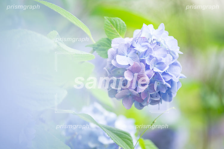 青紫の紫陽花の花弁 e0040015