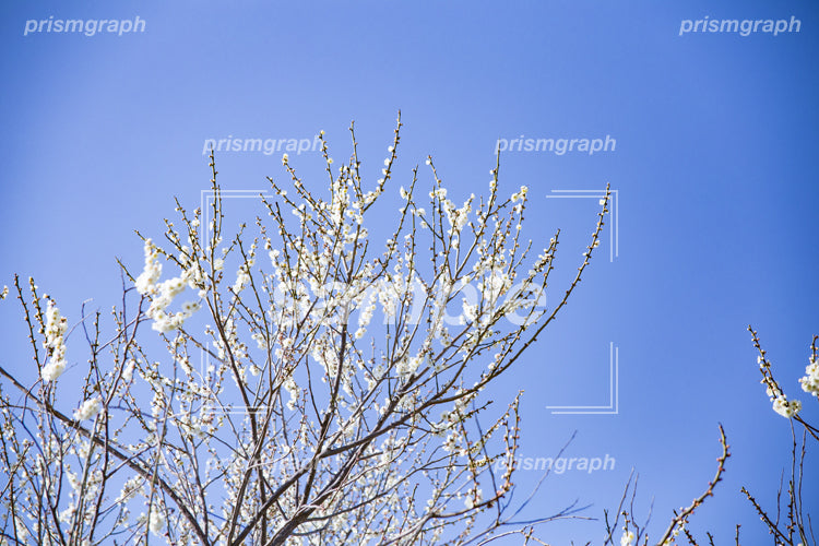 白い色の梅の花 e0040019