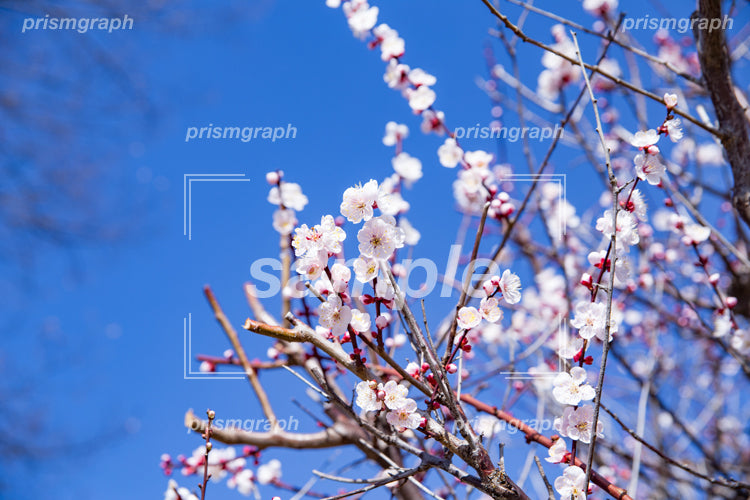 白ピンクの梅（ウメ）の花 e0040020