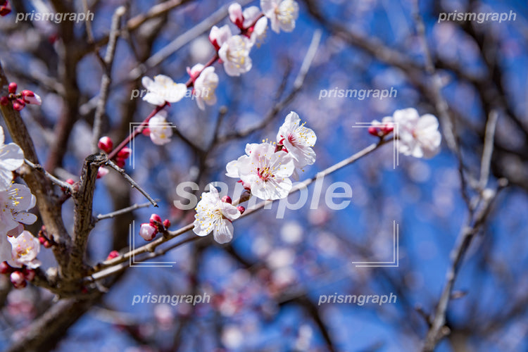 枝に咲く白い梅の花と小さい実 e0040021