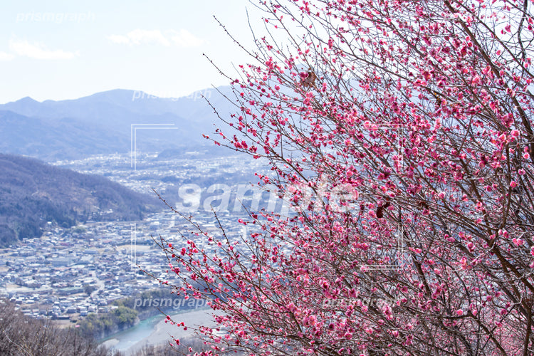 赤い梅の花と町の風景 e0040024