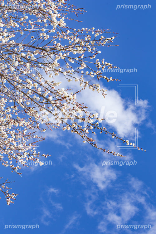 白い梅の花と青く晴れた空 e0040026