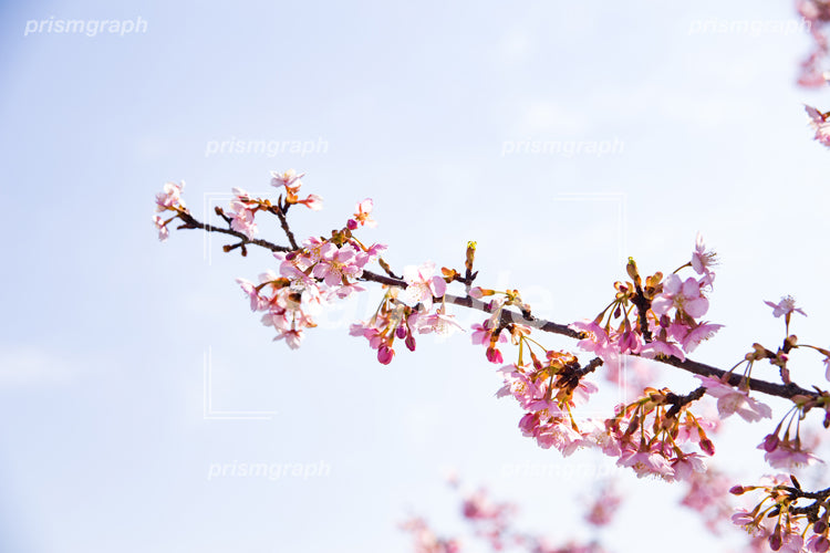 桃色の桜の花と枝 e0040046
