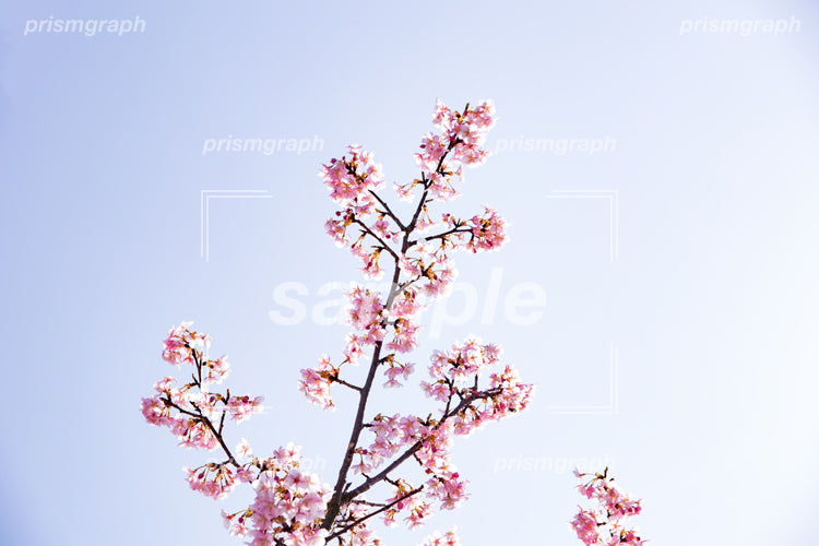桃色のウメの花と枝 e0040047