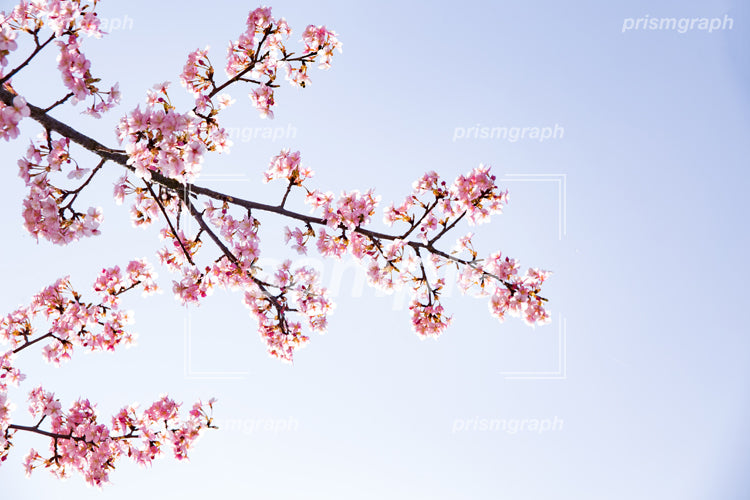 桃色の花と枝 e0040048