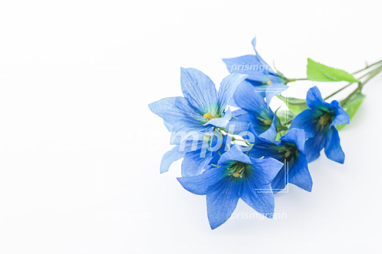 薄いブルーの花びらと黄緑の葉 e0040054