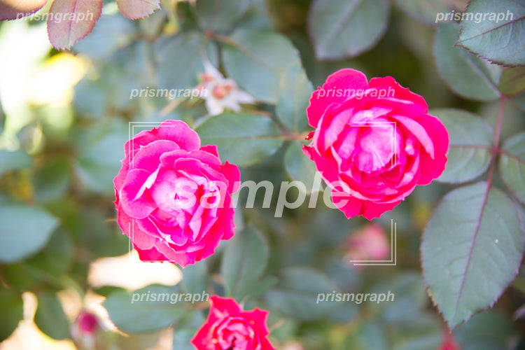 ピンク色の椿の花 e0040059
