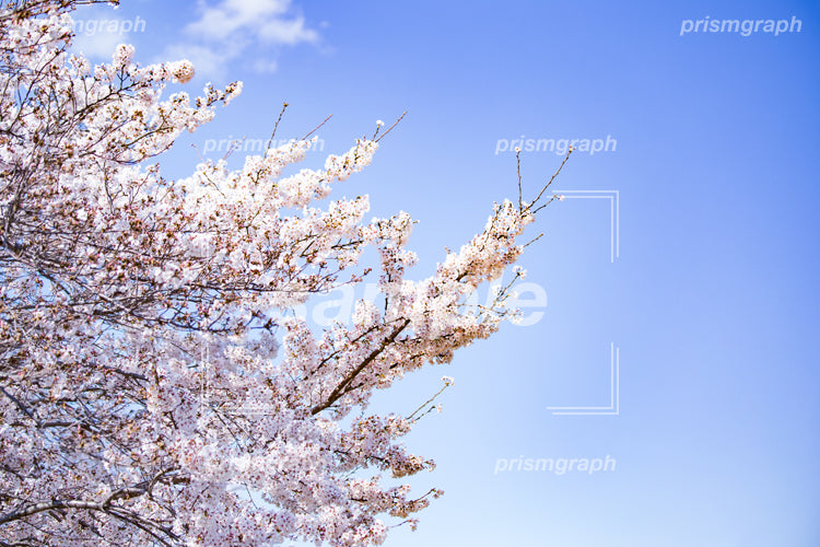 満開の桜の花 e0040062