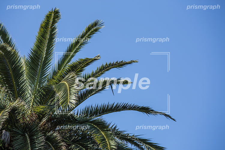 大きな椰子の木の葉 e0070013