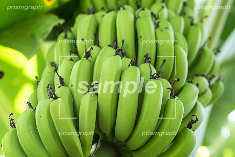 青いいろをしたバナナ e0070017
