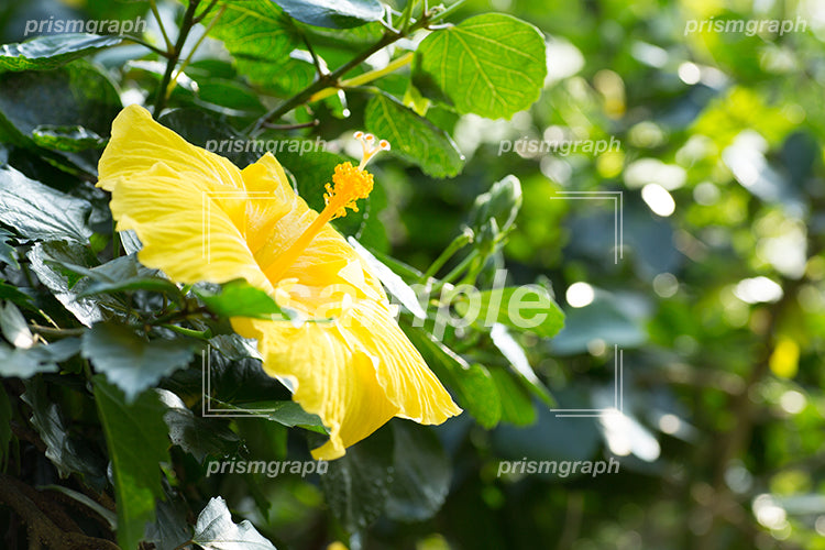 黄色いハイビスカスの花と雌蕊 e0070021