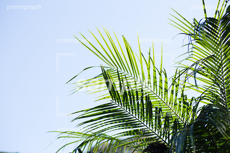椰子の木と水色の空 e0070023