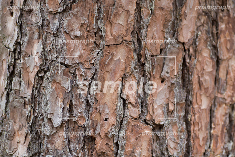 クヌギの木の皮、樹皮のテクスチャ h0010003