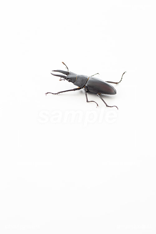 Stag beetle i0219