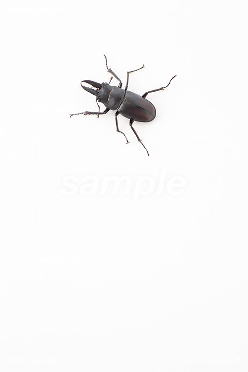 黒い色のStag beetle i0220