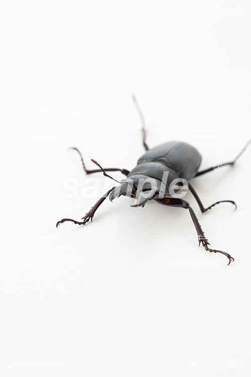 黒い色をした雄鹿甲虫 i0222