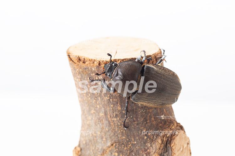 木に登っているメスの昆虫のカブトムシ i0302