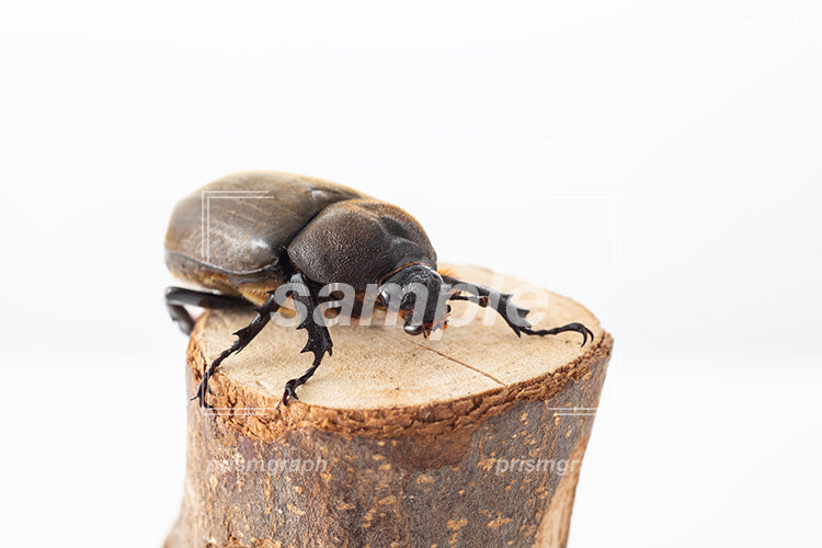 枝につかっまっているカブトムシのメス i0303