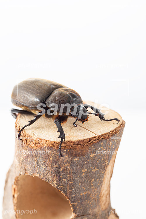 茶色い色の甲虫の雌の i0304