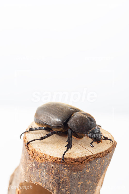 昆虫の甲虫カブトムシ（beetle）のメス i0306