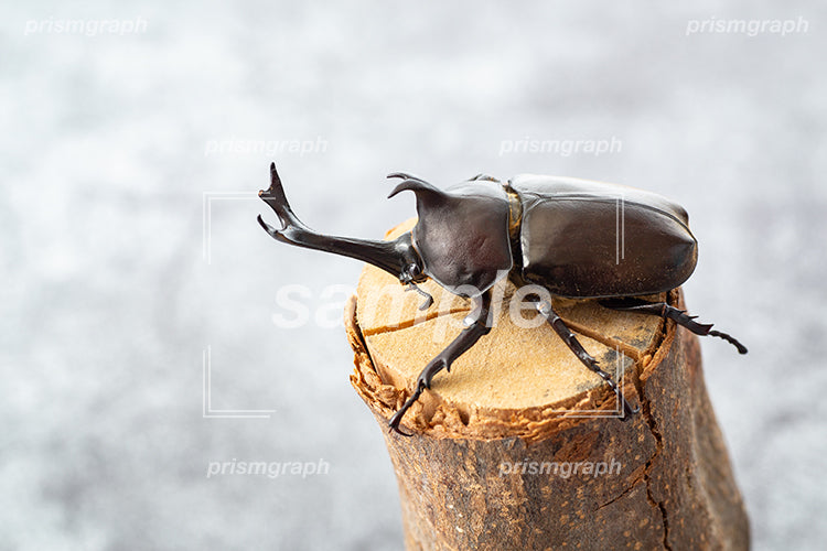 カブトムシ（beetle）の雄の i03107