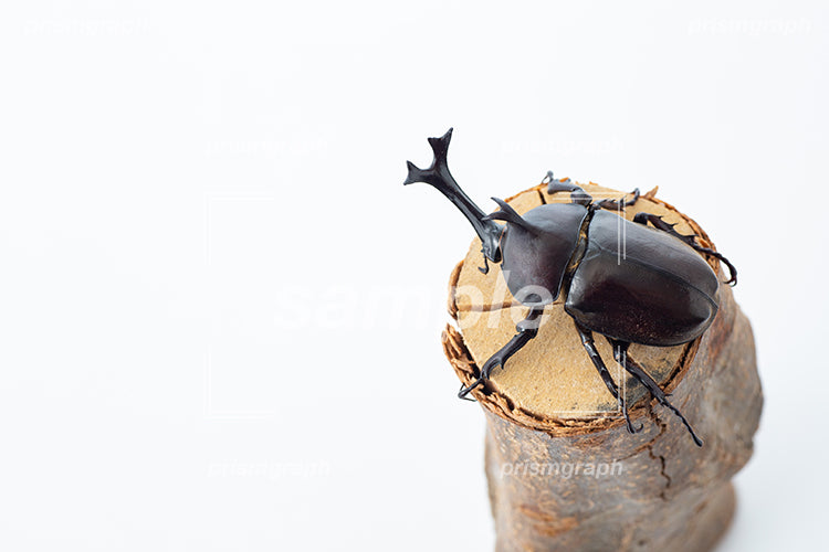 カブトムシ（beetle）のオスを真上から撮影した i03112