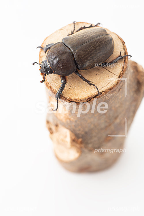 昆虫のカブトムシの雌を背中上部から撮影した i0313