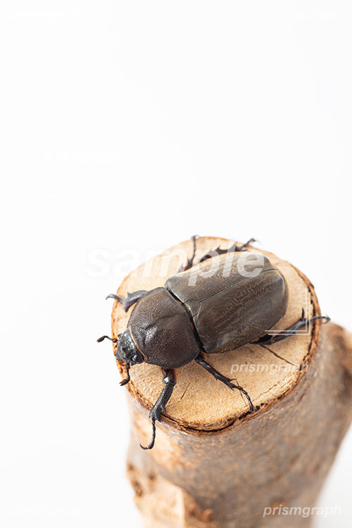 昆虫のカブトムシの雌を上から撮影した i0314