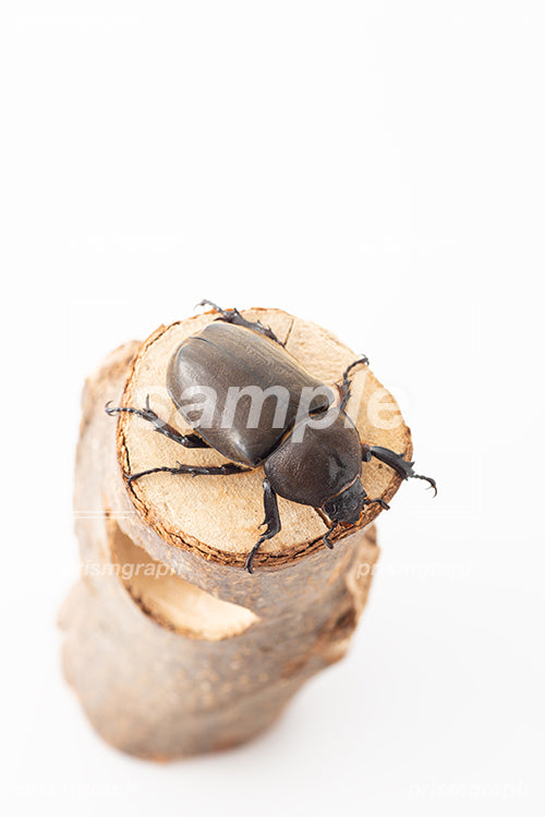 昆虫の甲虫の雌を上から撮影した i0315