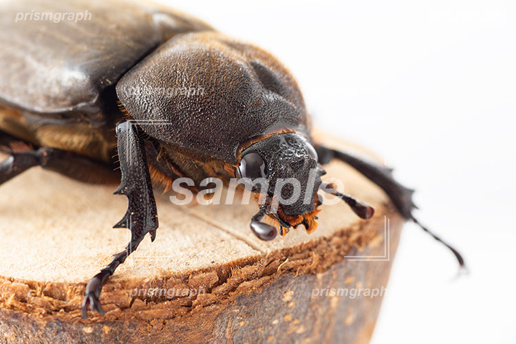 カブトムシ（beetle）のメスを間近で接写した i0317