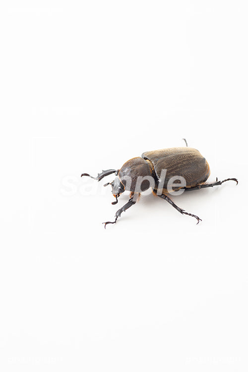日本原産の甲虫のメス i0324