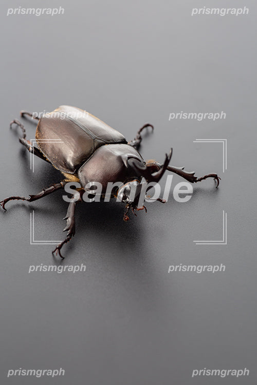 日本の昆虫のカブトムシのオス i0328