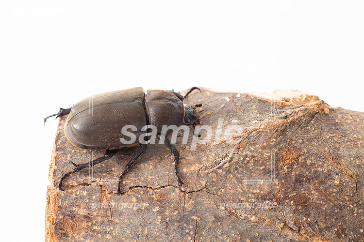 日本の昆虫のカブトムシのメス i0331