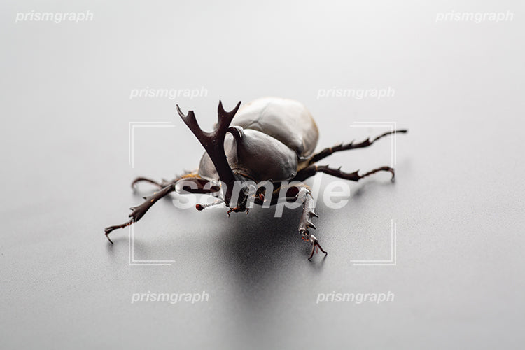 おすのカブトムシのツノを撮影した i0332