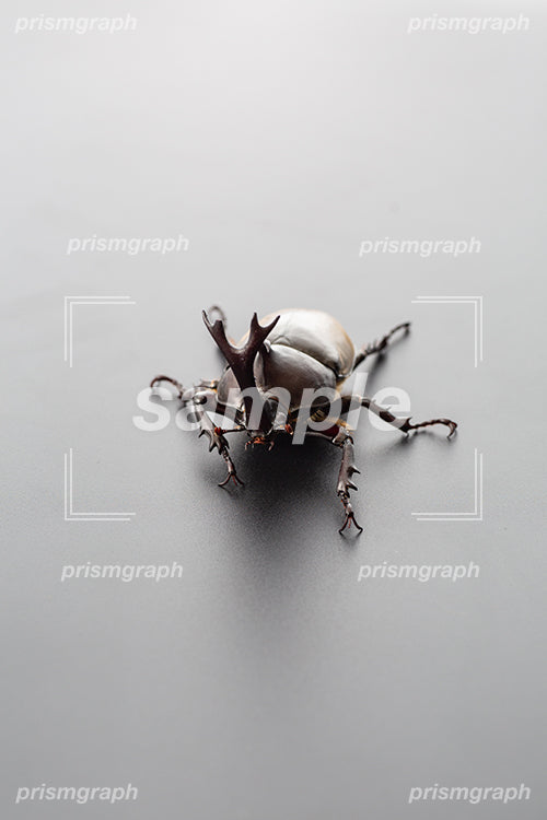日本の兜虫の雄を正面から撮影した i0335