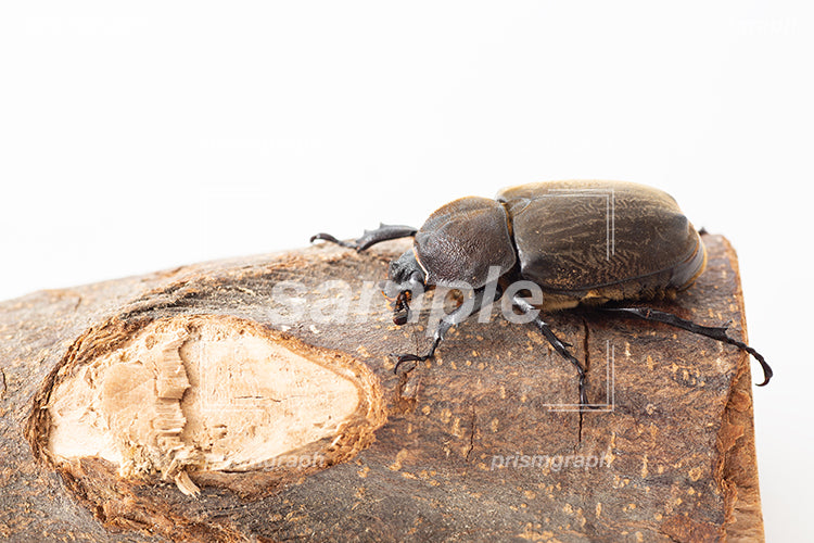 木の枝に登った茶色いカブトムシ（beetle）のメス i0337