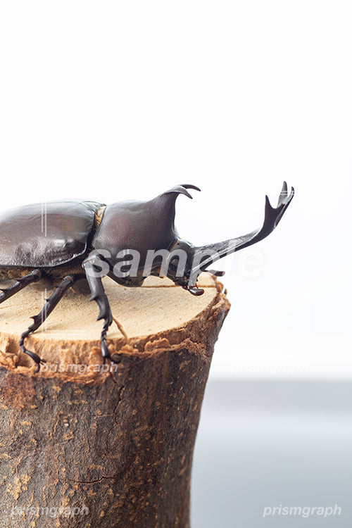 beetleの i0343