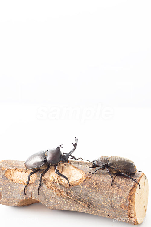 日本の虫のカブトムシ i0345