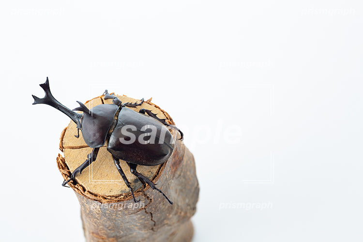 ツノのある日本のカブトムシの雄 i0365
