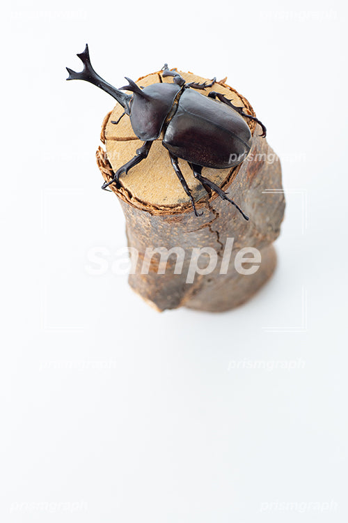 甲虫の雄を背中がわから撮影した i0367