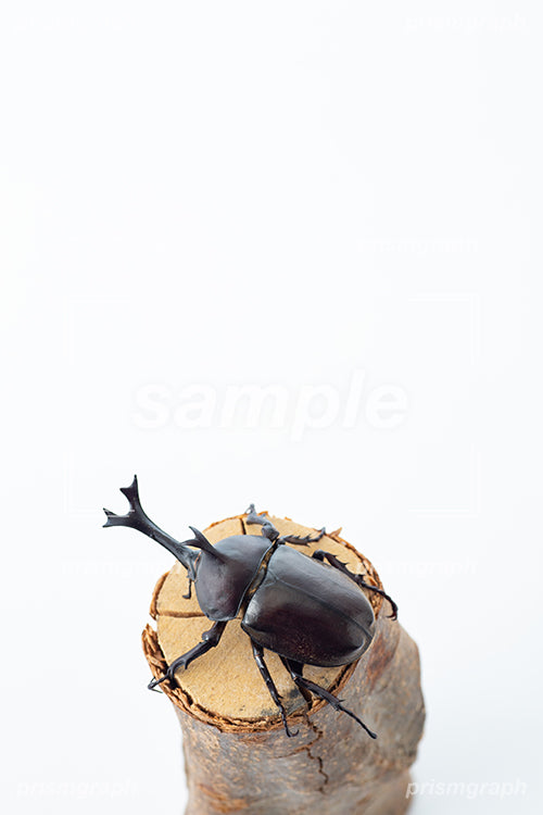 昆虫の日本のカブトムシ（ビートル）のおすの i0368