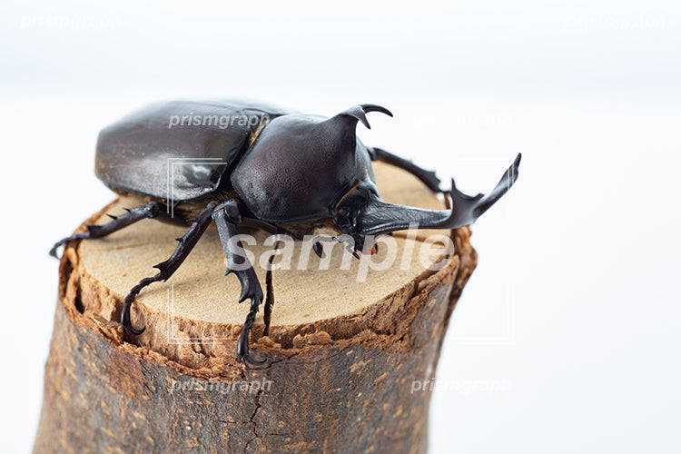 枝の上に登った甲虫のカブトムシのおす i0374